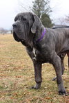 Amadeus ~PLAYFUL AS A PUP~