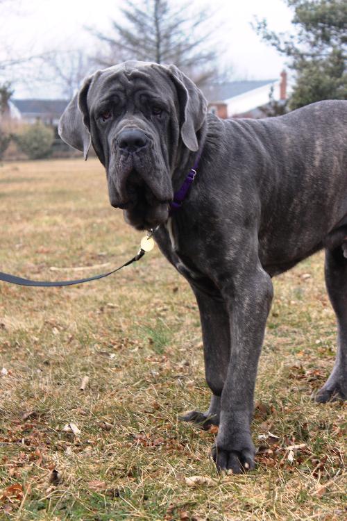 Amadeus ~PLAYFUL AS A PUP~