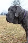 Amadeus ~PLAYFUL AS A PUP~