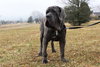 Amadeus ~PLAYFUL AS A PUP~