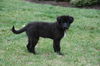Bailey