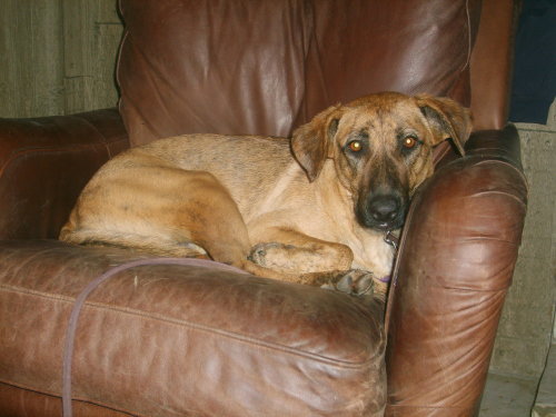 Brindle