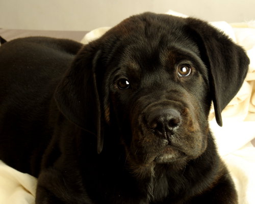 Brutus