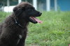 Jake