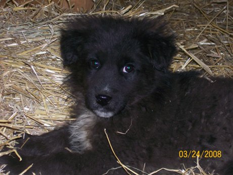 Oreo