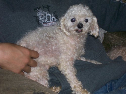 Remo