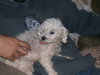 Remo