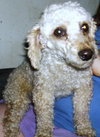 Rex
