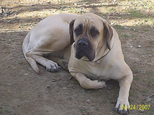 Roxie