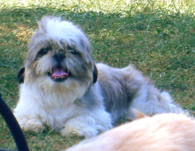 Scrappy