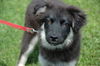 Shep