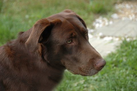 Wilbur
