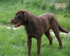 Wilbur