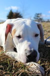 Azbo (Dogo Mastiff Pup)