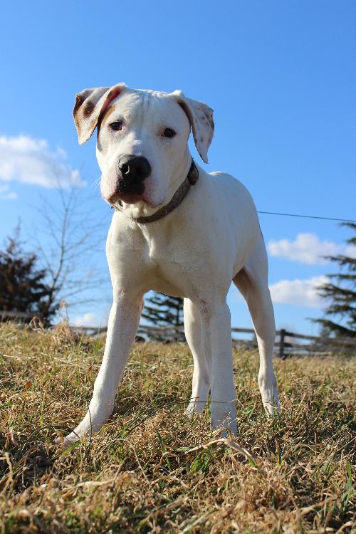 Azbo (Dogo Mastiff Pup)