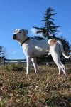 Azbo (Dogo Mastiff Pup)