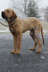 Buck-just a pup!