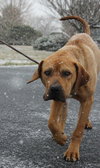 Buck-just a pup!