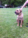 Buck-just a pup!