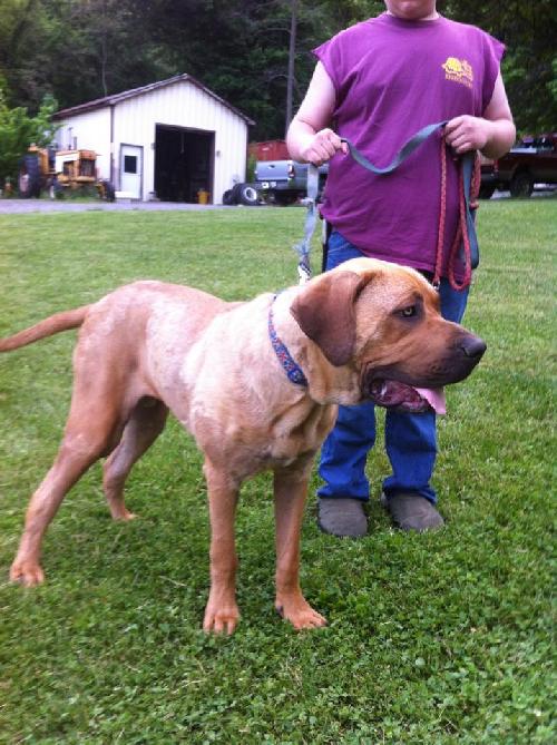 Buck-just a pup!