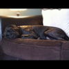 Diggity ~CUDDLEY MASTIFF/LAB ~