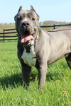 Moses ~GENTLE  GIANT ~
