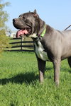 Moses ~GENTLE  GIANT ~