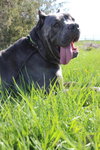 Moses ~GENTLE  GIANT ~