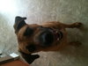 Arnold