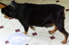 Rosie