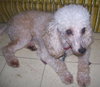 Phoebe