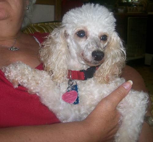 Phoebe