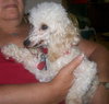 Phoebe
