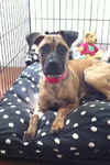 Abbie