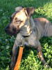 Abbie