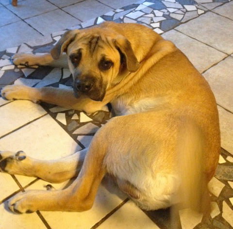 Loops-GOING TO BE A GIANT DOG!