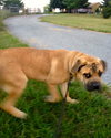 Loops-GOING TO BE A GIANT DOG!