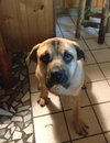 Loops-GOING TO BE A GIANT DOG!