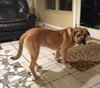 Loops-GOING TO BE A GIANT DOG!