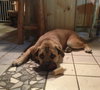 Loops-GOING TO BE A GIANT DOG!