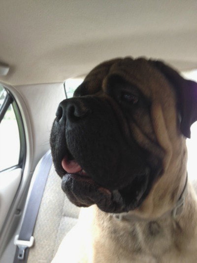 Dozer