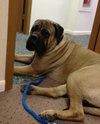 Dozer