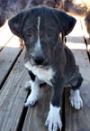 ROXie