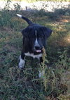 ROXie