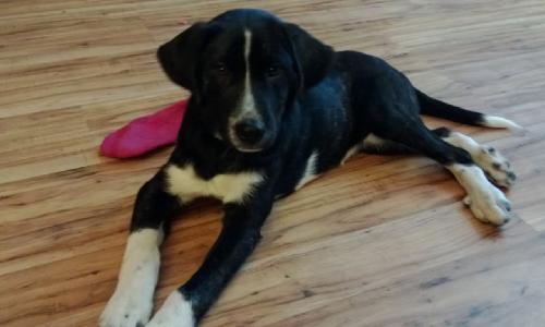 ROXie
