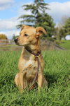Lexy (mini Golden Retriever)