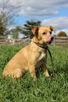 Lexy (mini Golden Retriever)