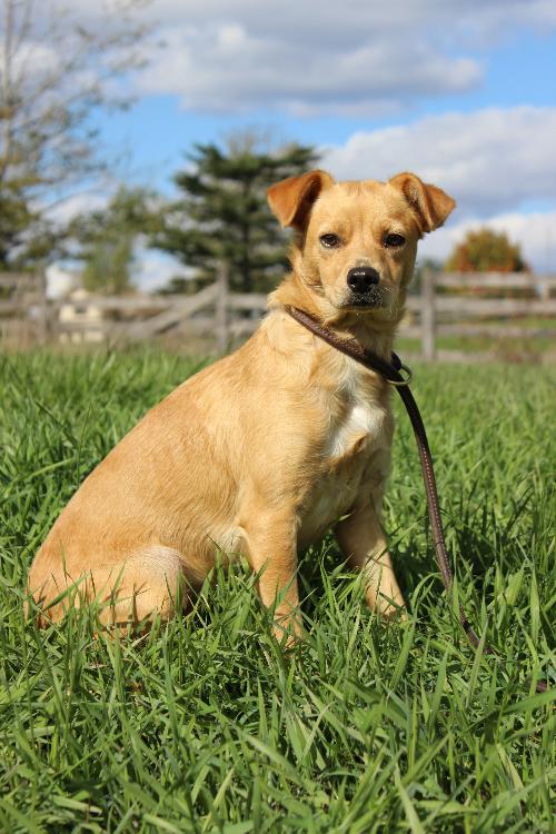 Lexy (mini Golden Retriever)