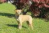 Lexy (mini Golden Retriever)