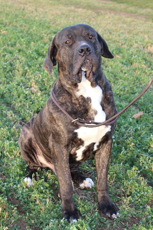 Socrates BIG PUP!